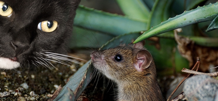 cat-mouse_intstrateguerre