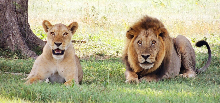 lions_intstrateguerre_